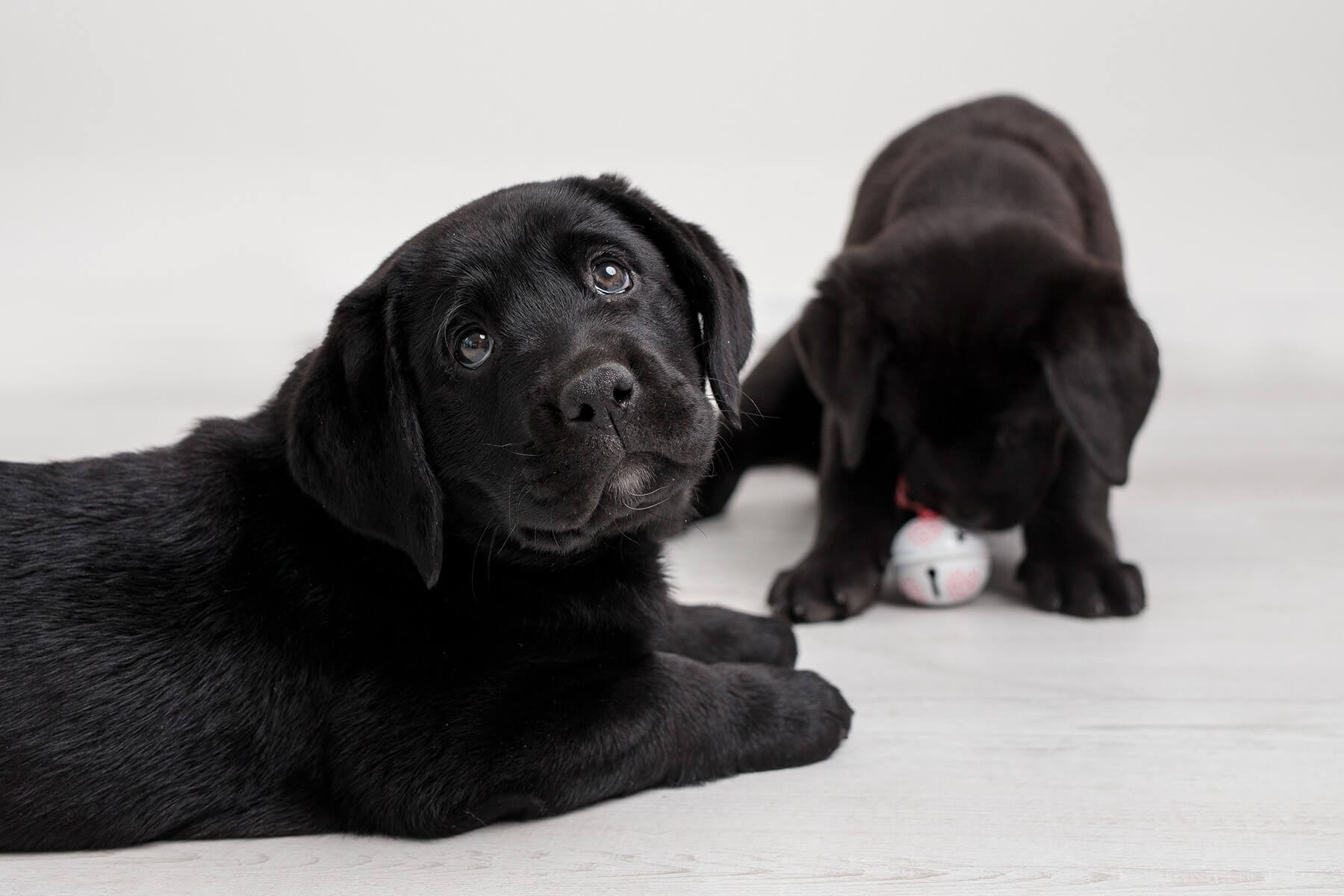 Na fotografii sú dve čierne šteniatka labradora. Jedno sa pozerá do ponad objektív na človeka a druhé sa v pozadí hrá s hračkou. teraz ešte nikto nevie ktoré z nich bude mať vhodnú povahu na vodiaceho psa.