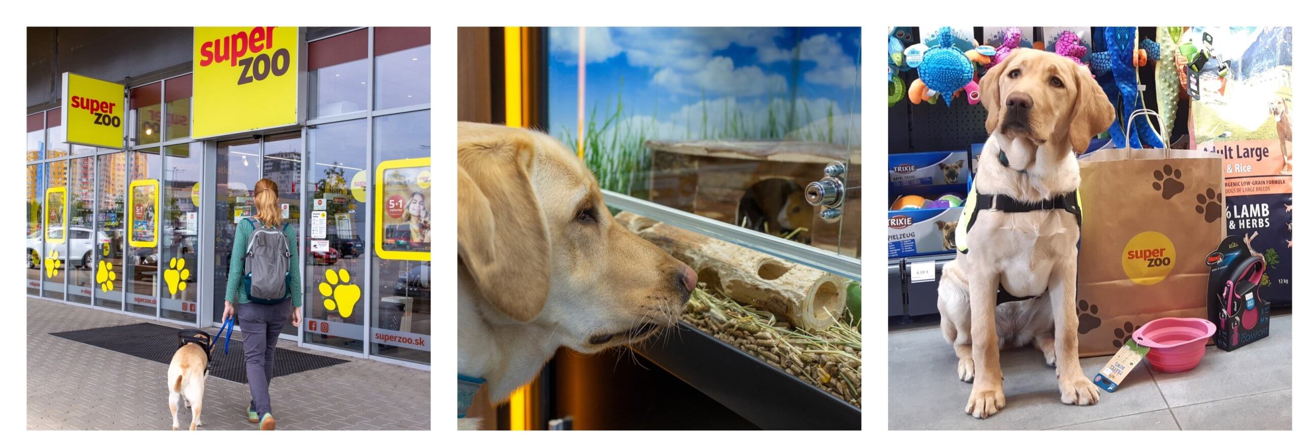 Koláž troch fotografií. Na prvej vchádza vodiaci pes do Super Zoo spolu so svojou trénerkou. Na druhej si tento pes obzerá hlodavce v akváriu a na tretej sedí žlté šteňa vedľa tašky Super Zoo a pozerá do objektívu.