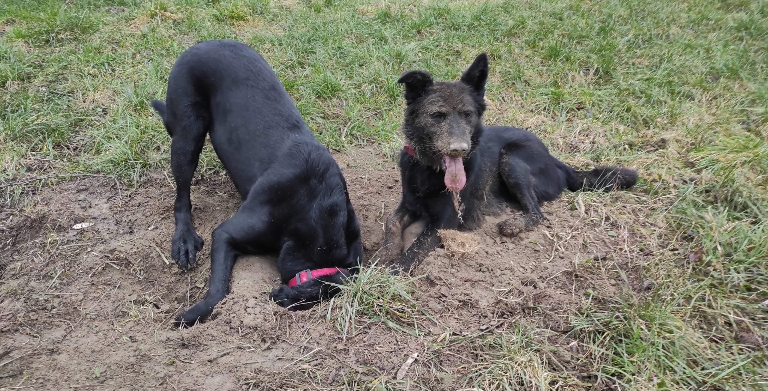 V trávniku je čerstvo vykopaná jama.  Vedľa nej leží spokojne pes ktorý ju vykopal, má celú hlavu špinavú od hliny a dychčí. Druhý pes prišiel jamu skontrolovať, takže má celú hlavu strčenú v nej. 