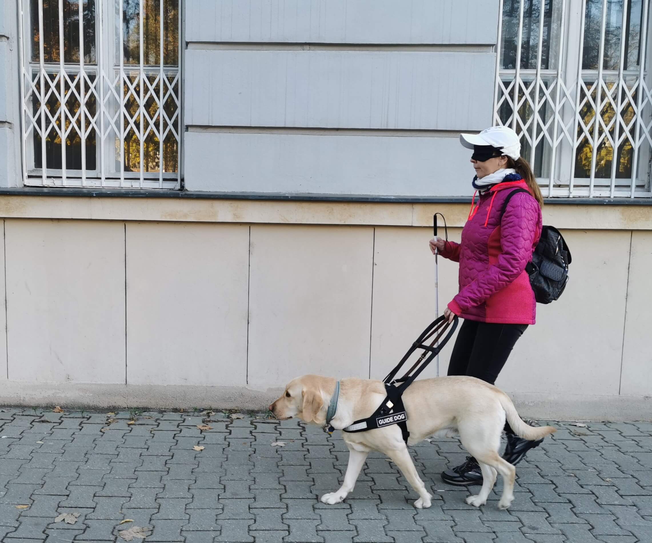 Vodiaci pes vedie cvičiteľku s prekrytými očami po chodníku v priamom smere.