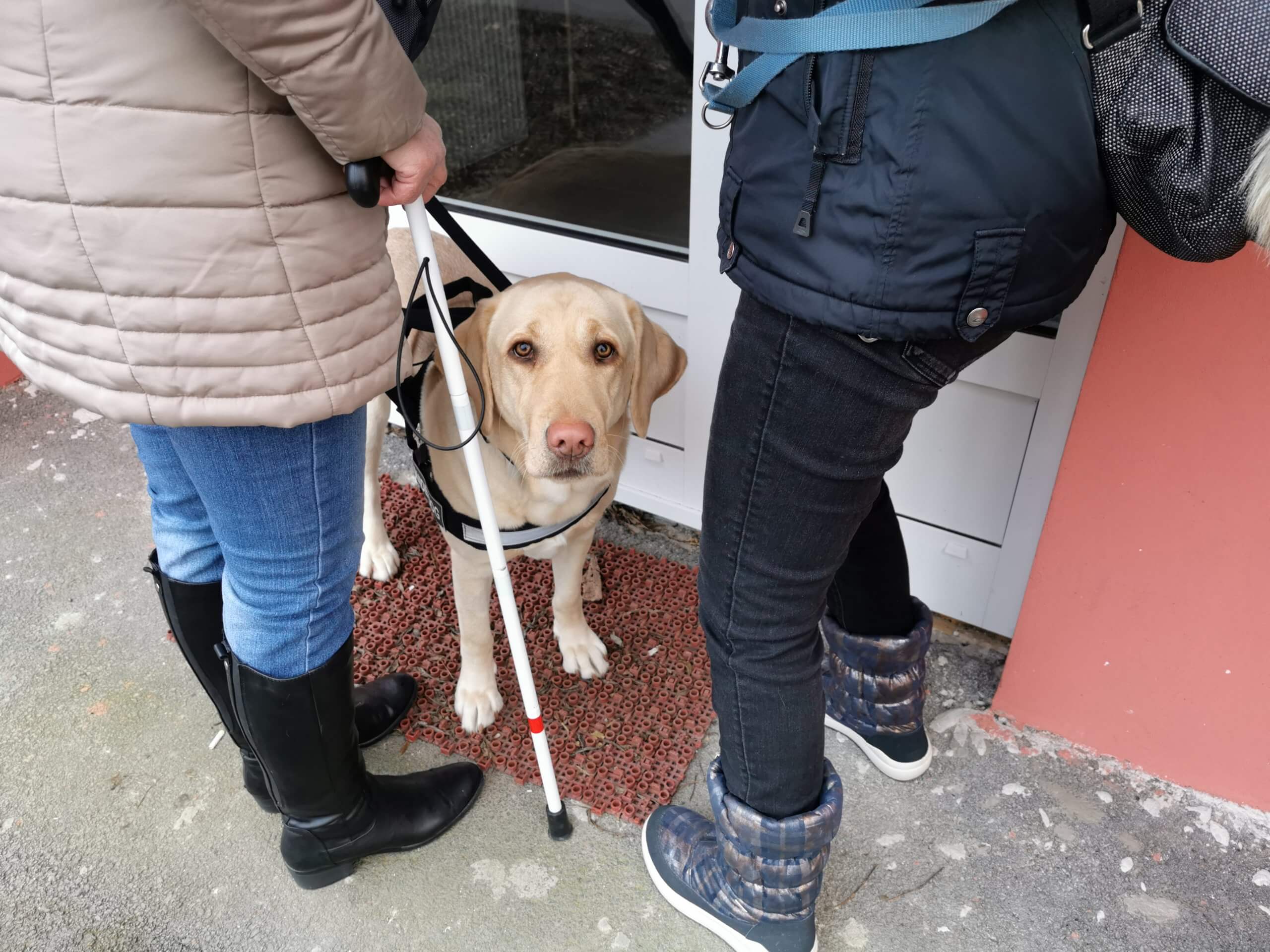 Vodiaci pes sa pozerá do objektívu a stojí pri dverách medzi cvičiteľkou a klientkou, ktoré si počas odovzdávania vysvetľujú ako pes ukazuje dvere. 
