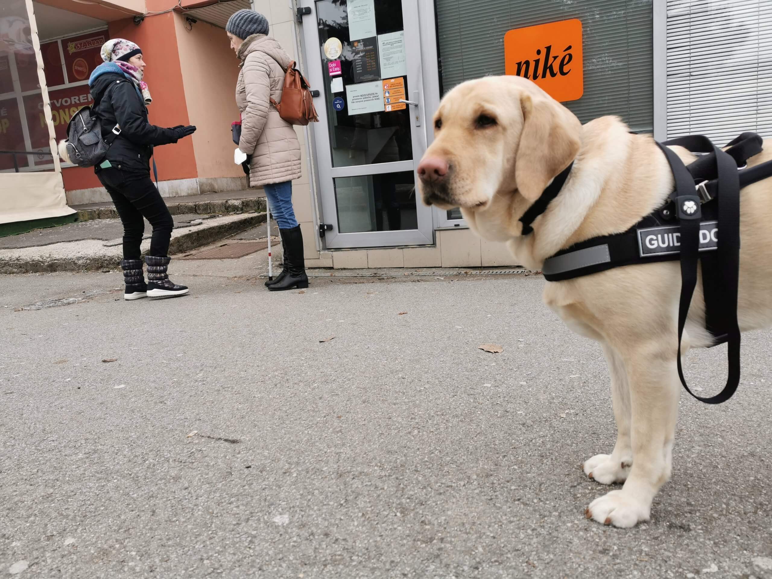 Vodiaci pes v postroji stojí na chodníku a pozerá do objektívu. V pozadí diskutujú cvičiteľka s klientkou o detailoch trasy do obchodu.