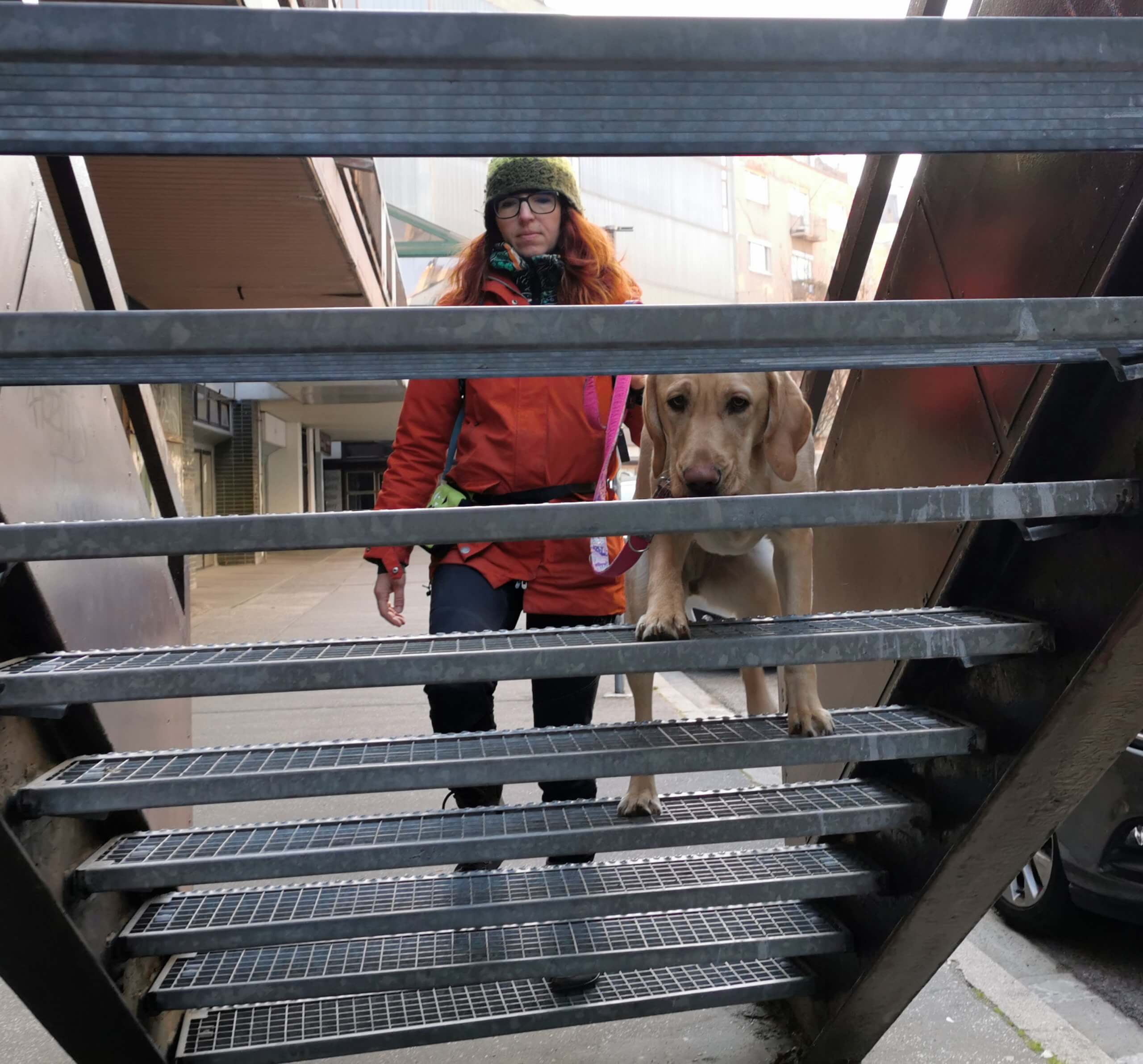 Cvičiteľka počas hodnotenia žltej ročnej labradorky s ňou kráča po drôtených schodoch bez podstupníc.
