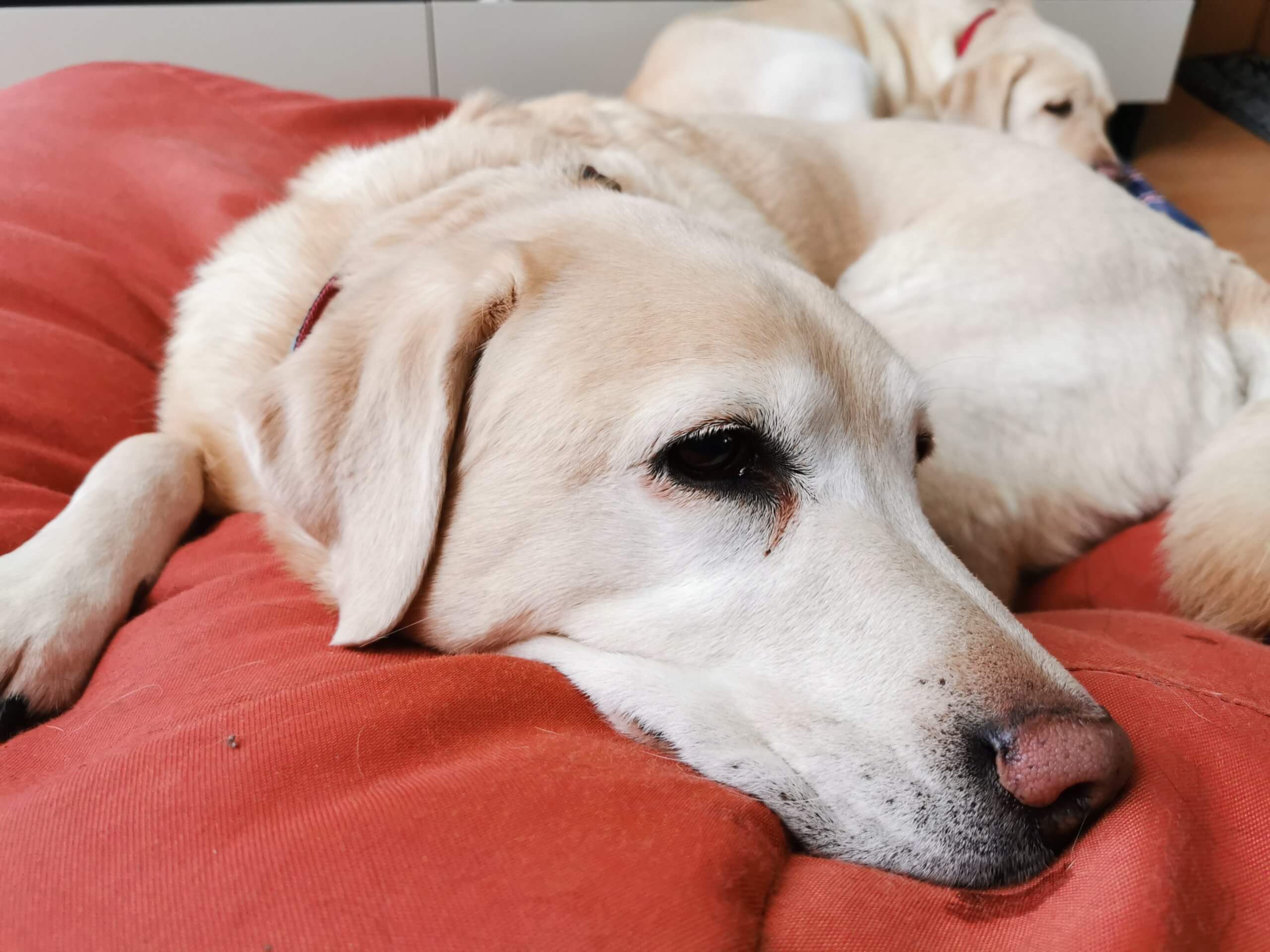 Na mäkkom pelechu leží stará sučka labradora, v pozadí leží jej mladšia verzia.