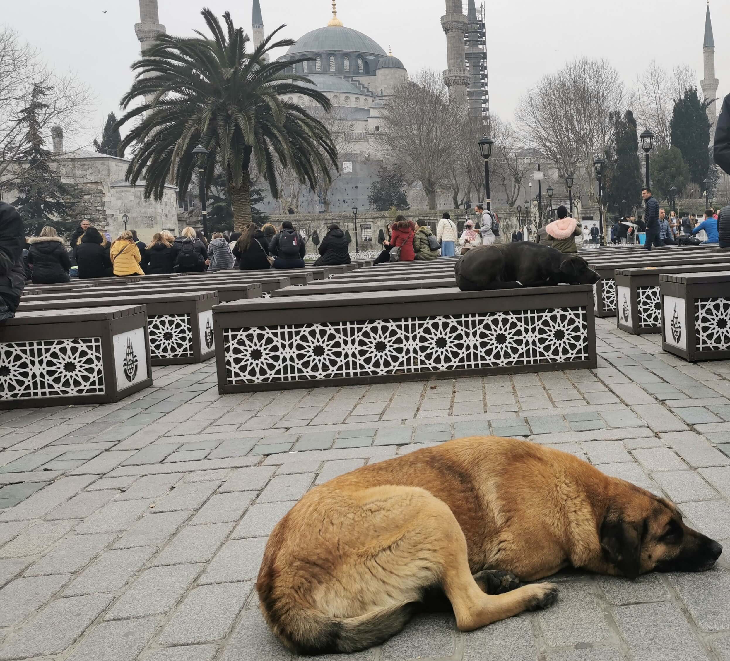 Pred mešitou v Istanbule ležia dvaja voľne žijúci psi.