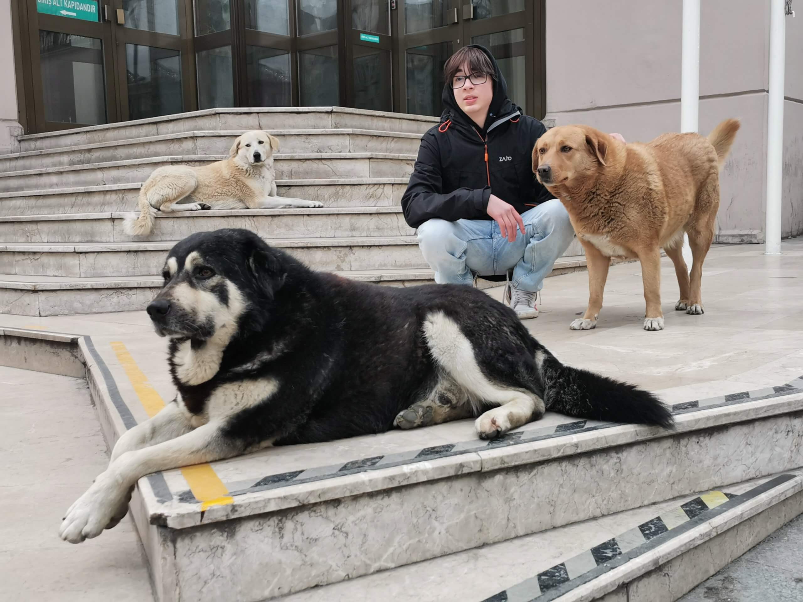 Na schodisku v Istanbule ležia 3 psi rôznej veľkosti a farby, ktoré nikomu nepatria.