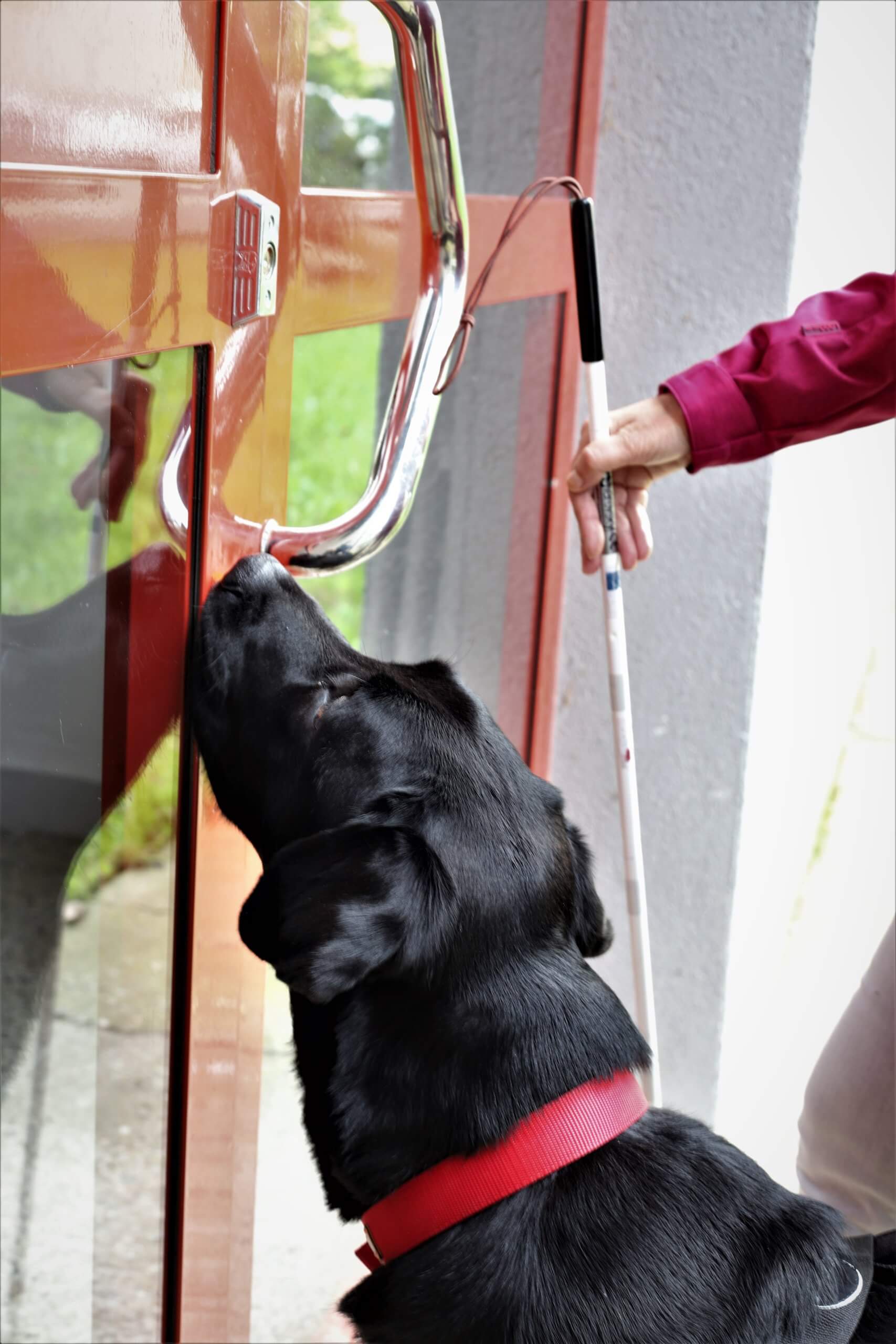 Vodiaci pes ukazuje dvere
