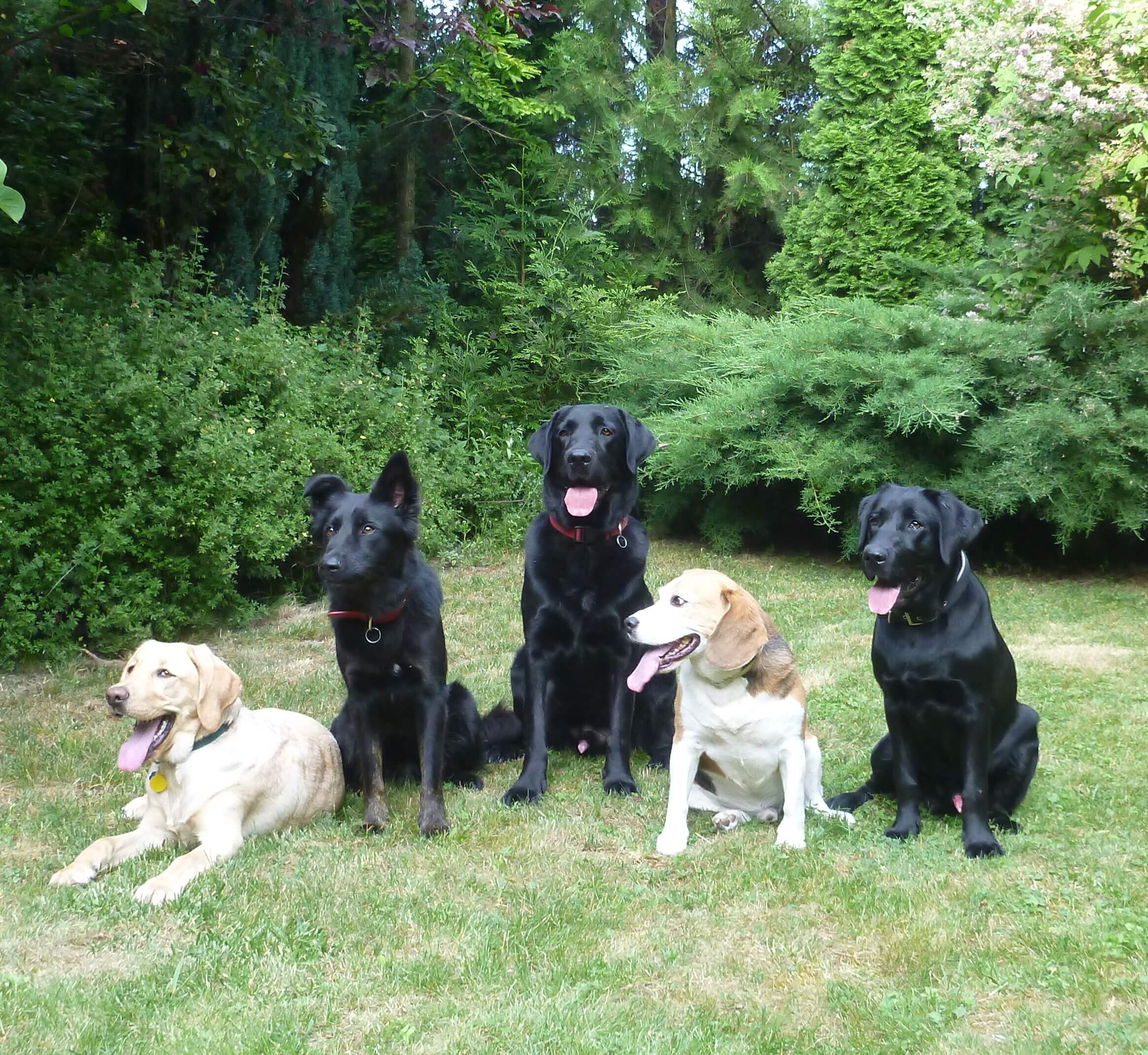 Skupina rôznych šťastných psov, pretože sú na záhrade a práve sa spolu donaháňali.