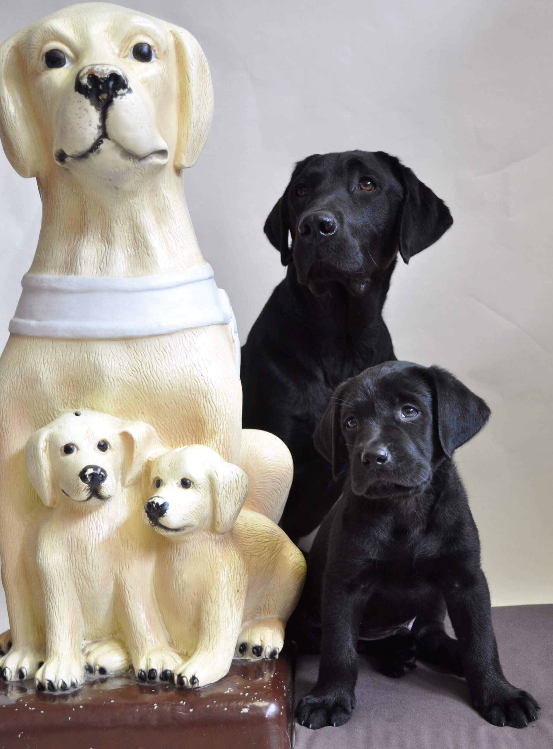 Pokladnička zbierky "Štvronohé oči", ktorá predstavuje žltého labradora s dvoma šteniatkami. Vedľa nej sedí živý čierny labrador so živým čiernym šteniatkom.