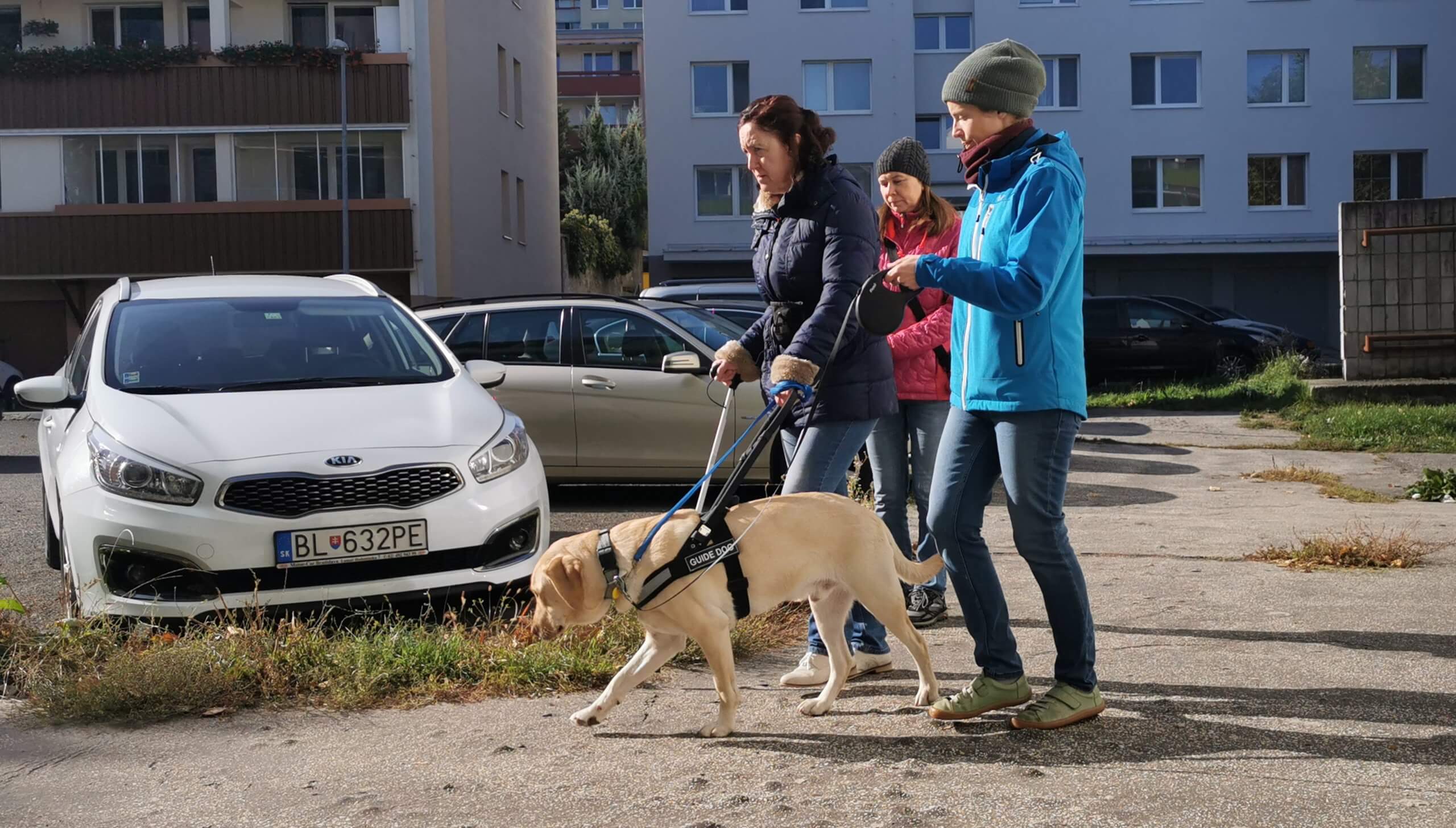 Klientka kráča po chodníku s vodiacim psom v postroji. Jedna cvičiteľka má psa ešte na dlhom vodítku a druhá z diaľky pozoruje ich prácu.